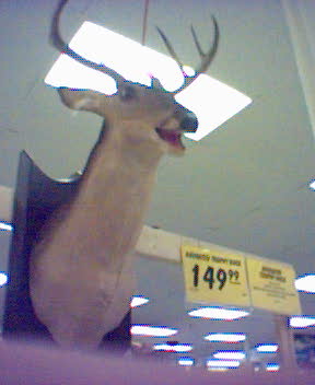 TalkingDeer1.jpg