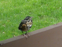 little_robin.jpg