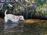 yeti_water.jpg