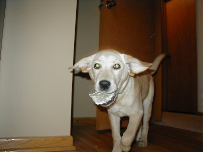 yeti20030122.jpg